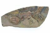 Beautiful, Large, Double Asaphid Trilobite Plate - Fezouata Formation #322389-1